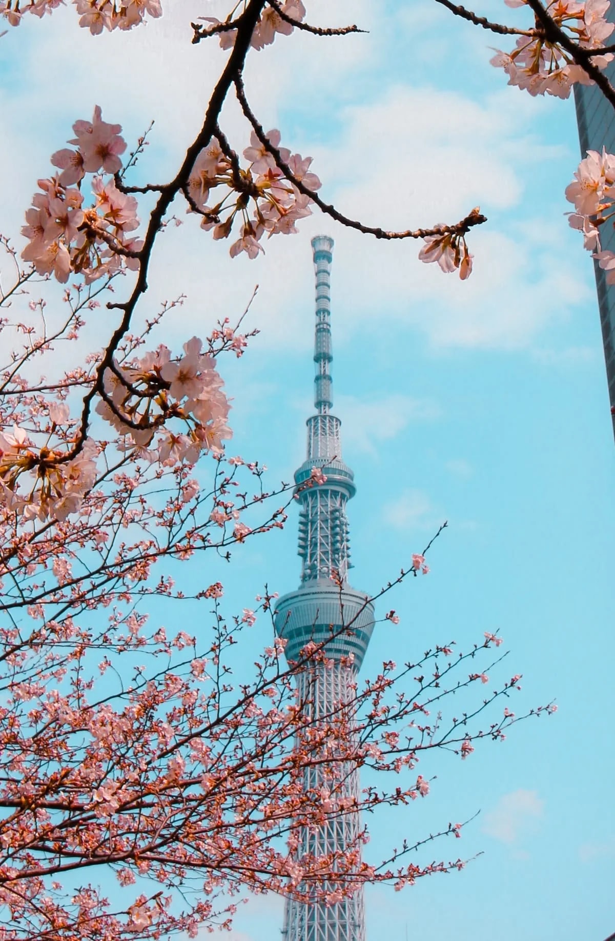 Сакура перед башней Tokyo Skytree